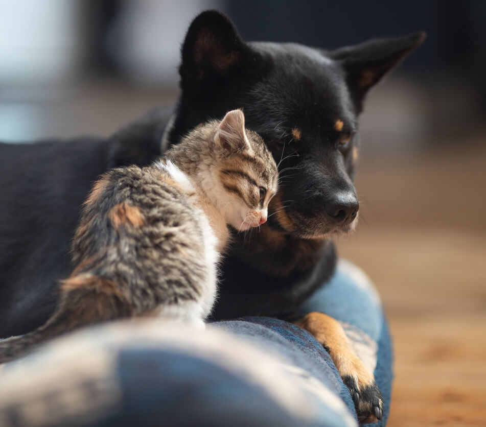 Cat And Dog Snuggling