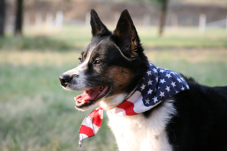 dog safety tips fourth of july
