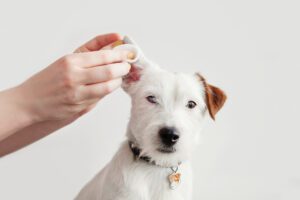 dog ear infections ruston la