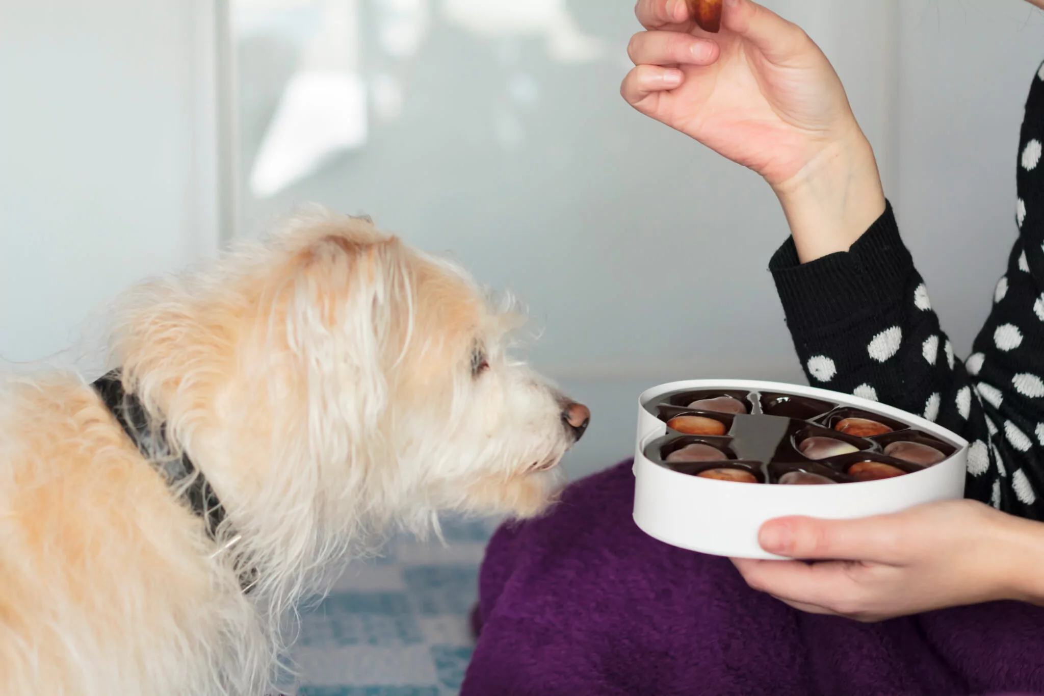 human foods your dog should not eat ruston la
