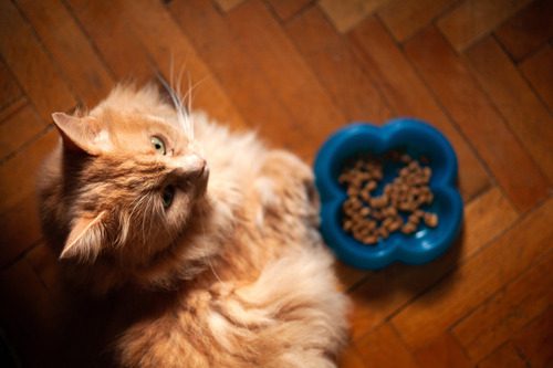 cat-standing-next-to-food-bowl