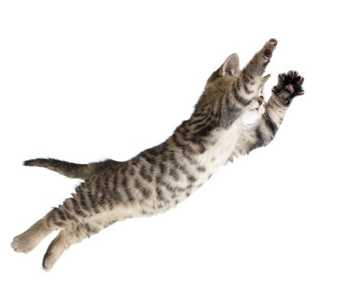 cat-falling-through-the-air