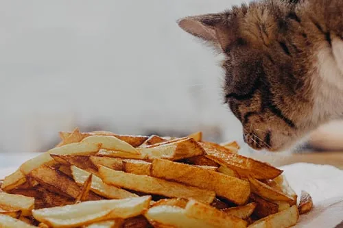 cat sniffing a plate of french fries