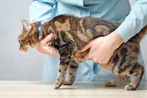 veterinarian examining cat's belly