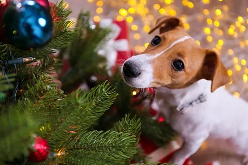 Jack russell terrier sniffing pine needles of Christmas tree