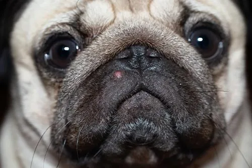 close up of pug with a pimple on face