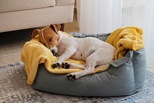 Jack russell terrier sleeping in dog bed