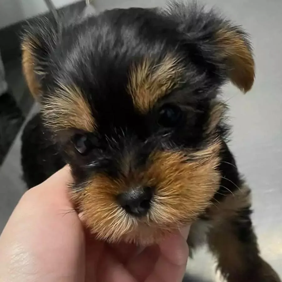 Close Up Of Cute Yorkie Puppy