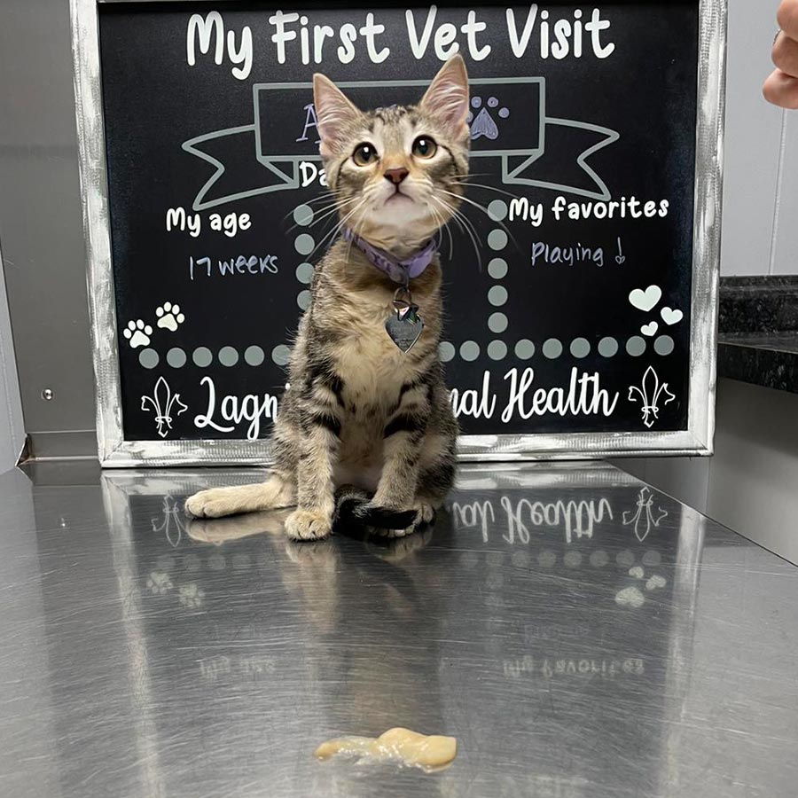 Striped kitten looking up during first vet visit photoshoot