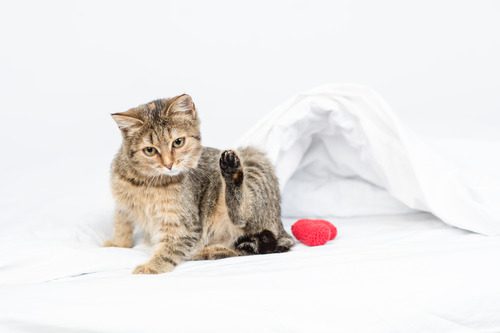 tabby cat sitting on a bed next to a red toy and scratching itself