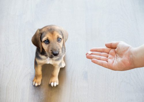 pet owner's hand reaching out to give his puppy a pill