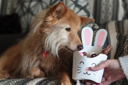 dog-sniffing-Easter-bunny-box-with-chocolate-inside