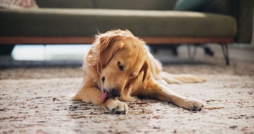 golden-retriever-dog-licking-its-paw-while-laying-on-the-living-room-floor