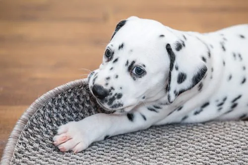 dalmatian puppy chewing on the corner of a rug at home