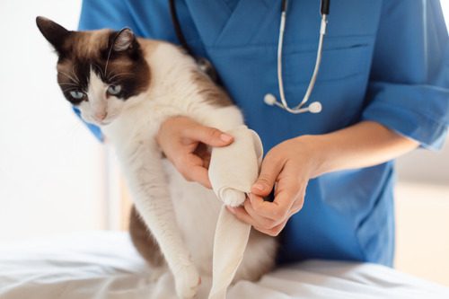 vet-applying-bandage-to-cat's-leg-at-clinic