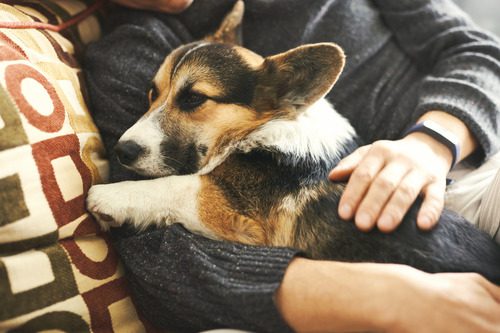 corgi-dog-laying-on-male-owner-on-the-couch