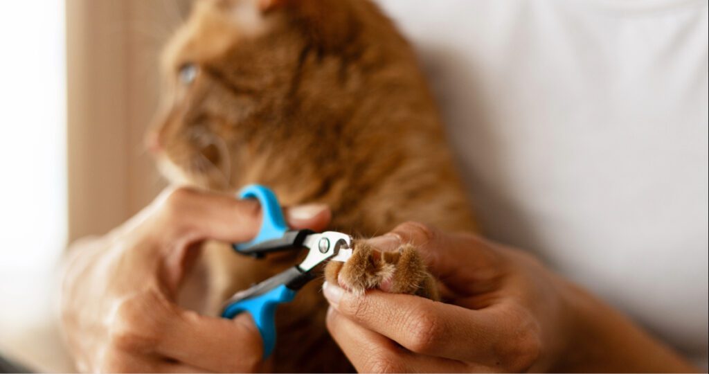 cat owner trimming their cat's nails at home