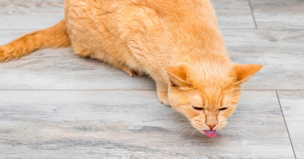 orange cat coughing