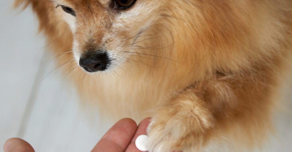 owner offering small dog antibiotic