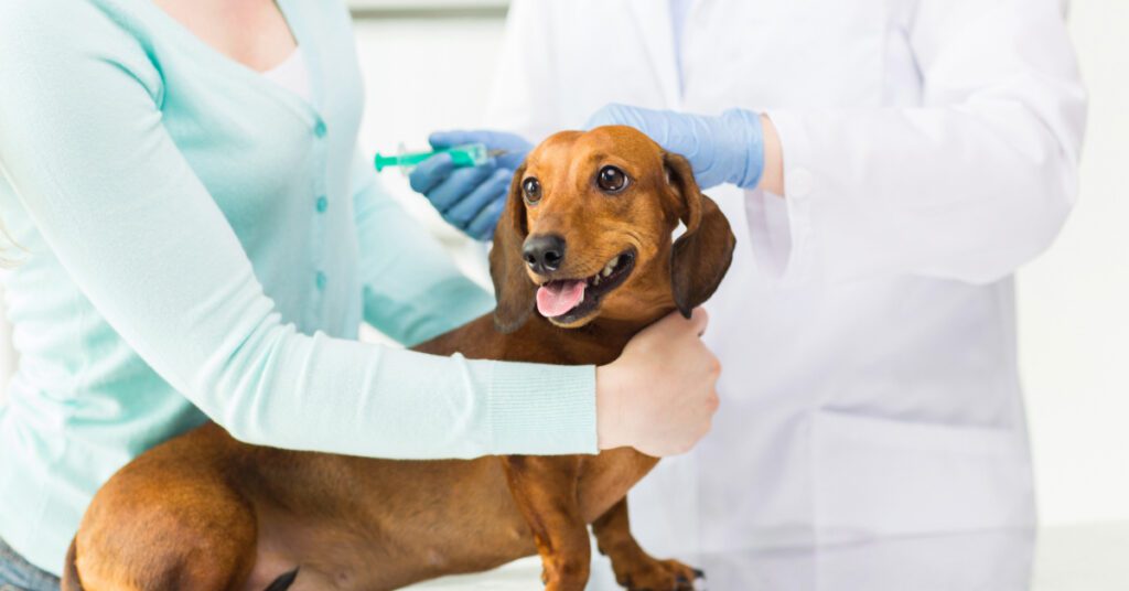 dachshund dog being held by female owner as he receives a vaccine at the vet