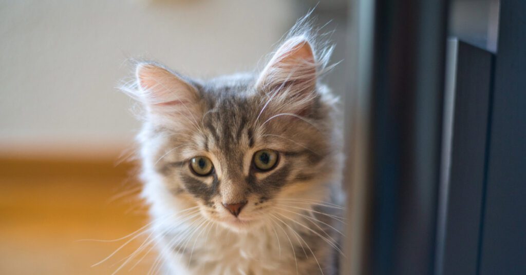 close up of cat at home